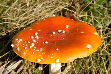 fly agaric mushroom