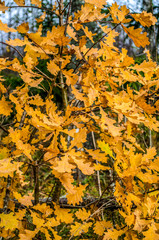 Yellow oak leaf pattern in autumn