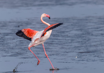 Greater Flamingo ( Phoenicopterus ruber roseus) running over water, Walvis bay, Namibia.