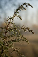 Juniper in fog