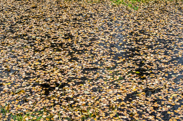 yellow leaves on a frozen pond