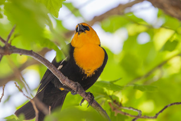 Yellow Headed Black Bird