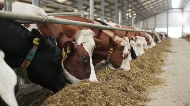 Dairy cows in the stable
