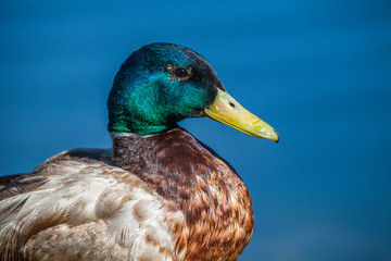Male Mallard Duck