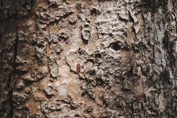 Embossed texture of the bark