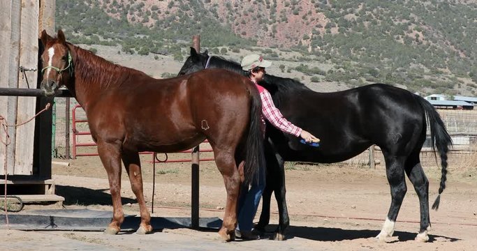 Horses being brushed and groomed before ride woman. Ranch wife woman grooms prepares a horse for a mountain trail ride. Tackle saddle afternoon adventure. Cowboy sport recreation.