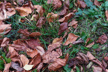 autumn leaves on grass