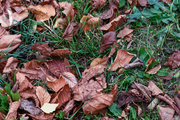 autumn leaves background