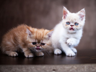 Persian cat kitten