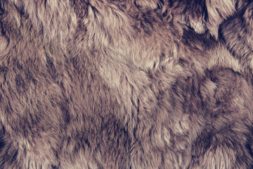 Texture of brown fur.