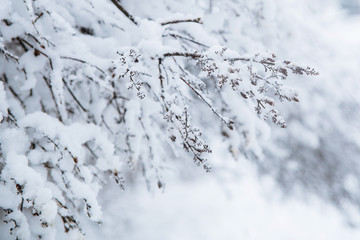Winter texture of the branches of trees covered with a thick layer of snow.