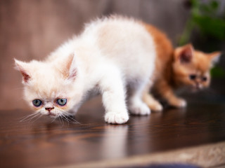 Persian cat kitten