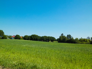 Green field in Kashubian village.