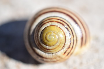 escargot