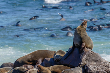 A brown fur seal (Arctocephalus pusillus) relaxing in the sun, Cape Cross, Namibia.