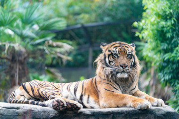 スマトラトラ　Sumatran Tiger
