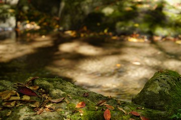 秋の紅葉を迎える阿蘇マゼノ渓谷