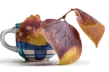 Autumn leaves of a lilac