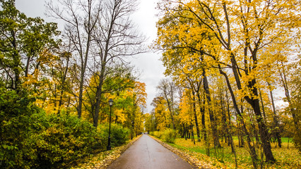 Fallen leaves on road in the forest, autumn landscape, nature trail, river in the park