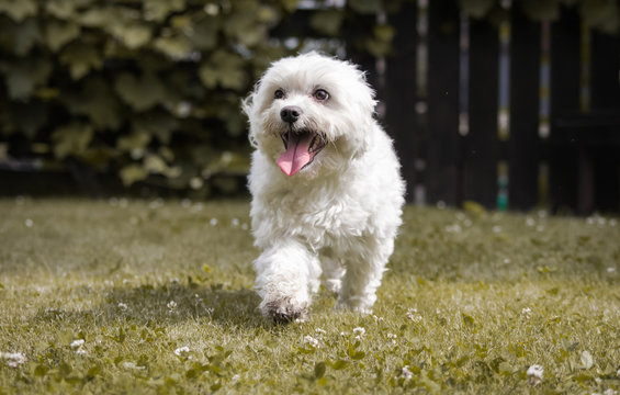cute puppy maltese dog running towards camera having fun

