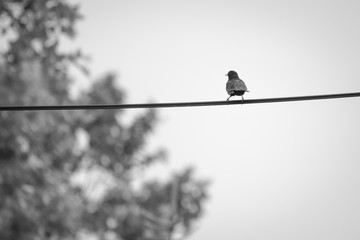 bird standing on wire isolated in black and white
