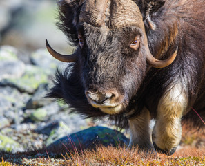 TOO CLOSE FOR COMFORT