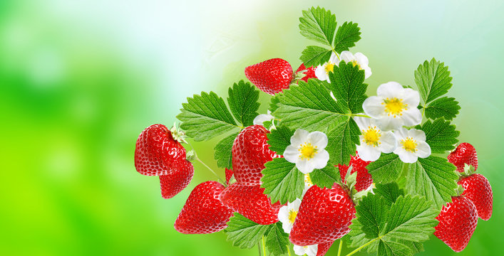  red ripe tasty strawberries