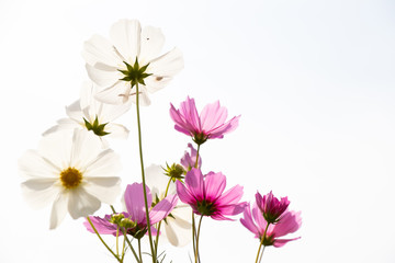 Beautiful pink color cosmos flower on white sky background