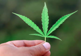 Cannabis leaves picking