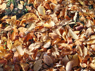 autumn leaves on the ground in the park