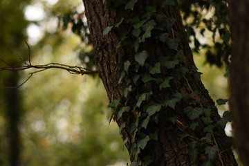 tree with green leaves