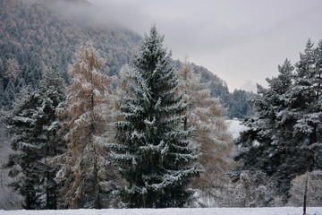 the still autumn trees covered by light snowfall