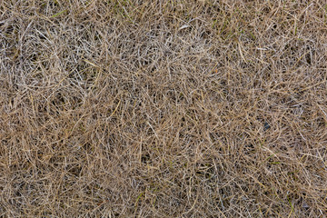 Vertrockneter Rassen