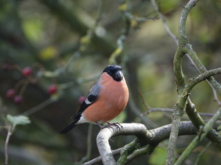 Male bullfinch (Pyrrhula pyrrhula)