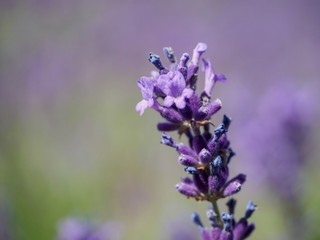 Lavender