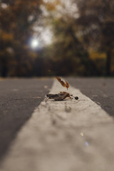autumn leave leaf on the road
