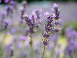 Lavender