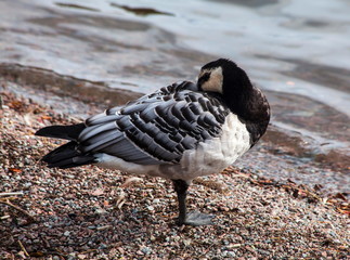Bernacle Goose