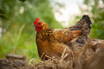 beautiful, rich red color chicken, Kuchinskaya-anniversary breed, on a blurred background, walks on straw in the garden