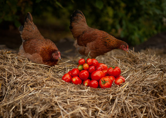 pile of fresh red tomatoes lying on a straw, with a blurred background. Tomatoes are grown in the garden near Moscow. In the background, two red chickens are looking at a pile of vegetables