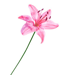 Bright lily flowers isolated on white background.