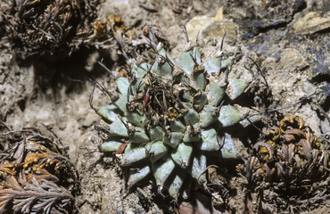 Turbinicarpus alonsoi