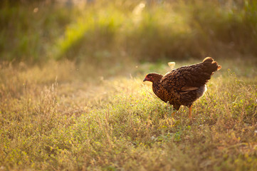 Beautiful chicken Kuchinskaya-anniversary breed, lonely walking on the grass in the garden in the soft rays of sunset