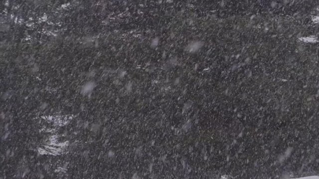 Snowshoeing in Akkar Lebanon, while it's actually snowing, snowflakes cover cedar and juniper trees 12