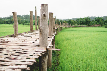wood bridge in farm rice
