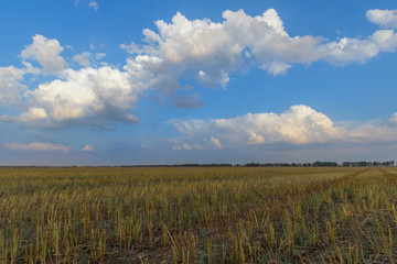 Obraz premium Sloping field and blue sky with clouds.