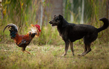 Cock vs dog. Cock attack big black dog in the rays of the setting sun on a blurred background