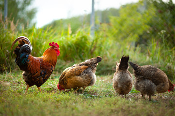 Beautiful cock and his chicken breed Kuchinskaya-anniversary lazily walking on the grass in the garden in the soft rays of sunset - obrazy, fototapety, plakaty