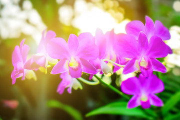 Orchid and beautiful sunlight on the morning,Orchid of love concept