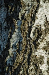 Birch tree bark as background and texture